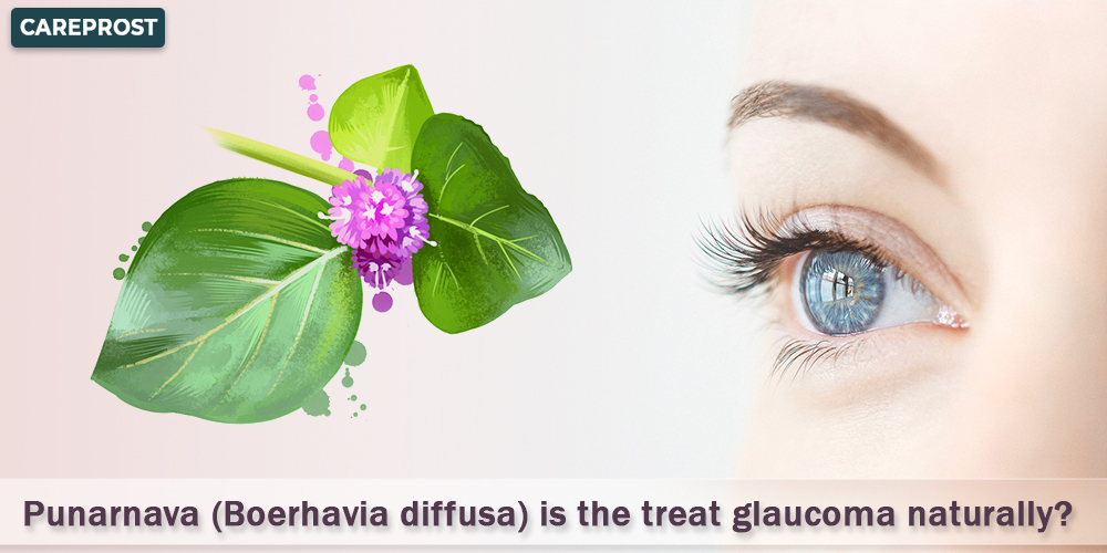 Punarnava (Boerhavia diffusa) is the treat glaucoma naturally?